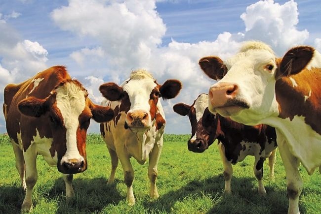 Казахстан ввел запрет на экспорт живого скота - «Экономика»