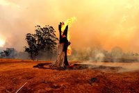 Власти Австралии потеряли связь с тушившим лесные пожары самолетом - «Финансы»