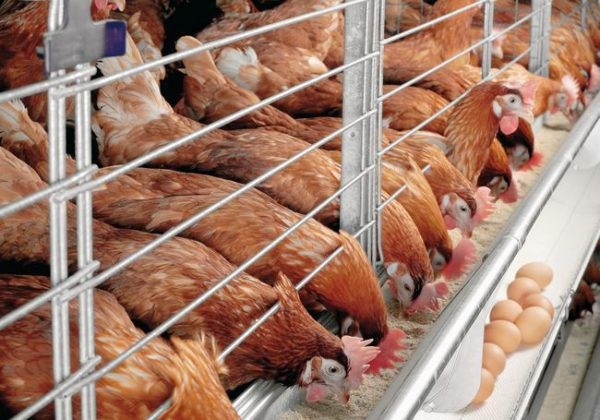 Почему дорожает мясо птицы - «Экономика»