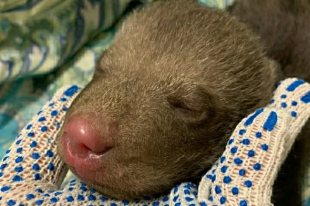 В Петербурге отметят День белых котов - «Финансы»