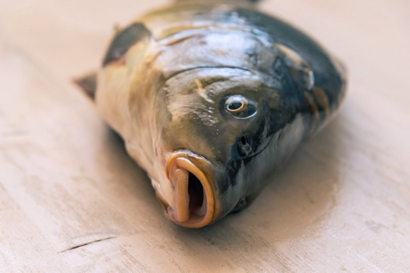 Ученые: производство рыбных палочек сильно загрязнет атмосферу - «Финансы»