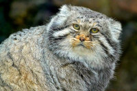 У пингвинов обнаружили черты человеческой речи - «Финансы»