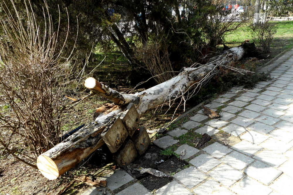 Упавшее дерево фото. Падение дерева в Феодосии. Упавшее дерево арка. Феодосия упало дерево на улице Еременко.