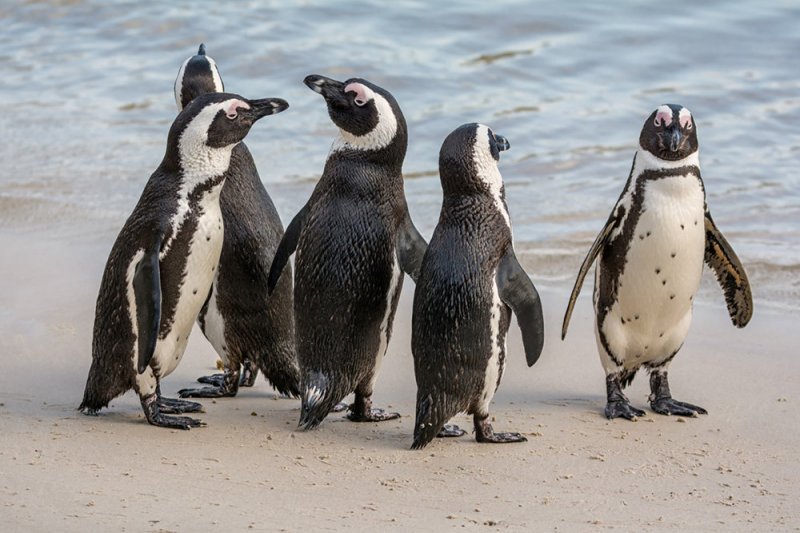 У пингвинов обнаружили черты человеческой речи - «Финансы»
