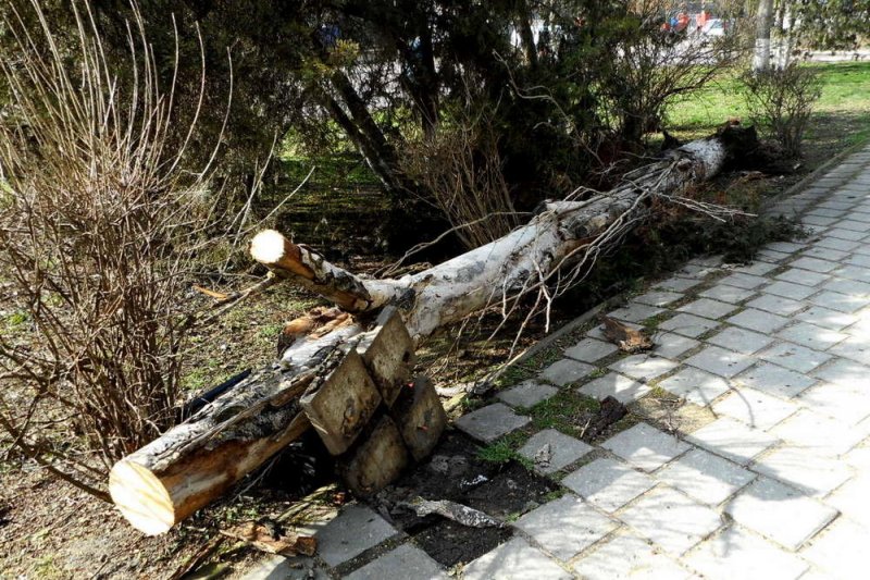В Керчи завели дело после гибели человека от упавшего дерева - «Финансы»