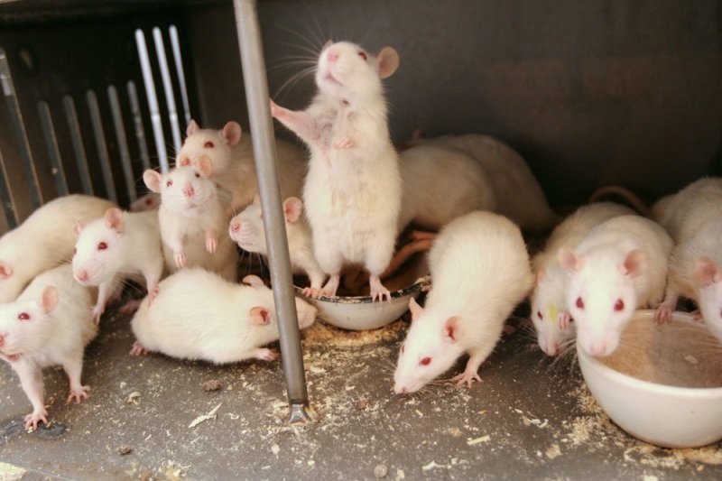 Крысы по дыханию определят у человека рак, диабет и туберкулез - «Финансы»