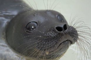 В Лосином острове выпустили на волю лосиху Дину - «Финансы»