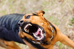 Прокуратура Якутска проверит правомерность умерщвления собак в приюте - «Финансы»