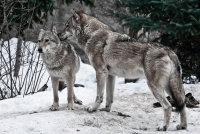 В Башкирии у деревни застрелили огромного волка - «Финансы»
