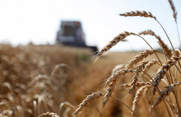 Российская пшеница стала дороже нефти&nbsp - «Экономика»