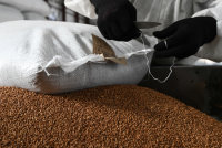 Минсельхоз в рамках интервенций направит до 1,5 млн т зерна на рынок - «Финансы»