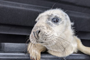 Мурманских оленей и гусей занесли в Красную книгу - «Финансы»