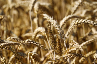 В Заполярье удался эксперимент по выращиванию винограда - «Финансы»