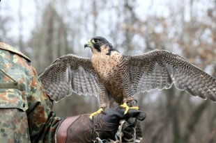 В Норвегии растаявший ледник обнажил 1700-летнее "шоссе" - «Финансы»