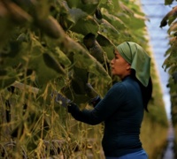 Аграрная кредитная корпорация профинансировала 2,4 тысячи аграриев - «Экономика»