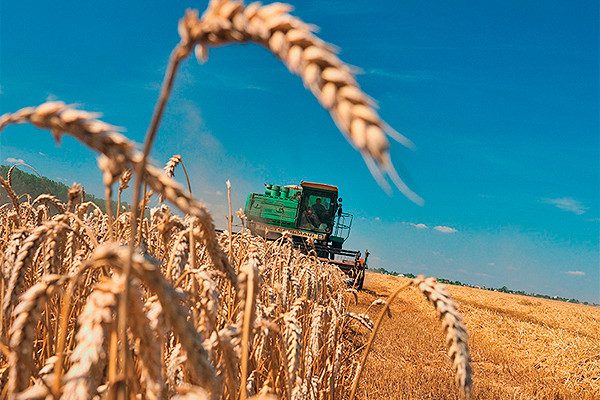 Хлебушек врозь: российская пшеница станет дефицитом&nbsp - «Экономика»