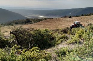 В Севастополе завели дело за массовую вырубку можжевельника - «Финансы»