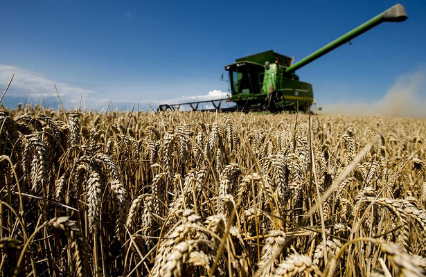 Россия увеличила экспорт пшеницы&nbsp - «Экономика»