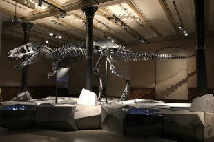 Моделирование показало траекторию астероида - убийцы динозавров - «Финансы»