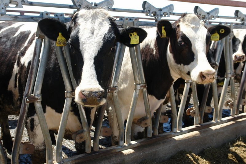 Фермеров предостерегли от чрезмерного использования антибиотиков для КРС - «Финансы»