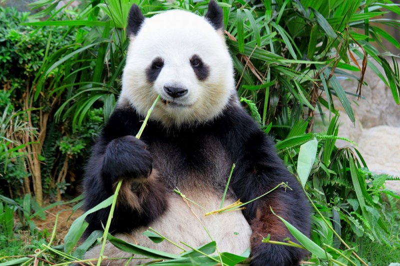 Канада вернет в Китай двух больших панд из-за нехватки бамбука - «Финансы»