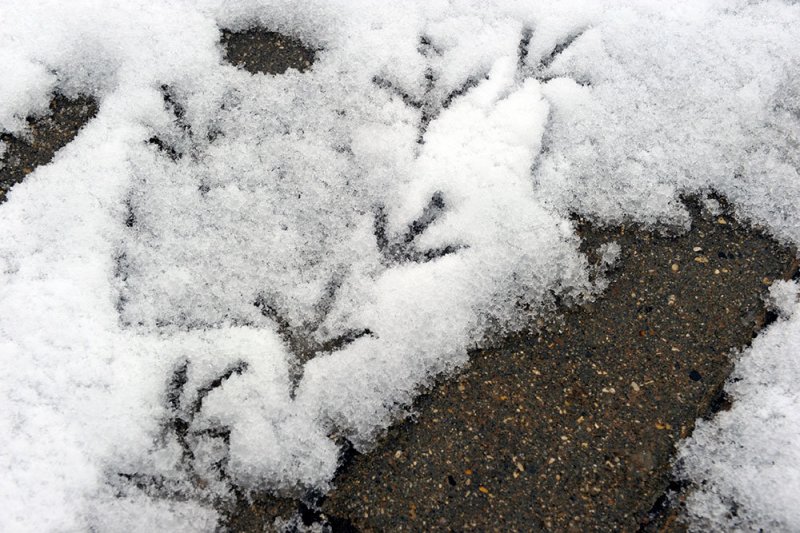 В Гидрометцентре уточнили информацию о мокром снеге 21 мая - «Финансы»