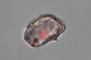 Ученые описали рацион одного из крупнейших динозавров мелового периода - «Финансы»