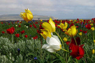 Жительницу Костромы осудили за покупку земли с несуществующими домами - «Финансы»