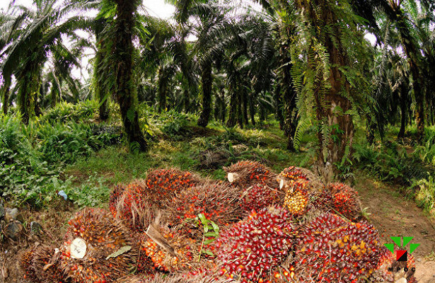 Импорт пальмового масла вРоссии вапреле упал на37,8%&nbsp - «Экономика»