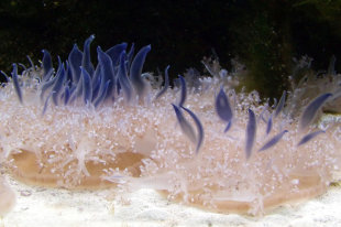 У побережья США появилась гигантская медуза - «Финансы»