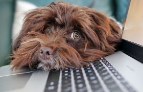 Разбор Банки.ру. Из потребителей в инвесторы: кешбэк акциями по картам банка «Фридом Финанс» - «Финансы»