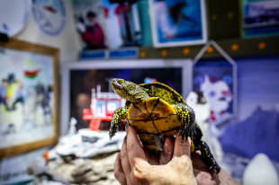 Житель Сочи обнаружил на своем участке краснокнижную черепаху - «Финансы»