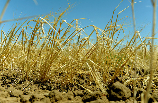 «Засуха беспрецедентная». ВРоссии возможны потери урожая&nbsp - «Экономика»