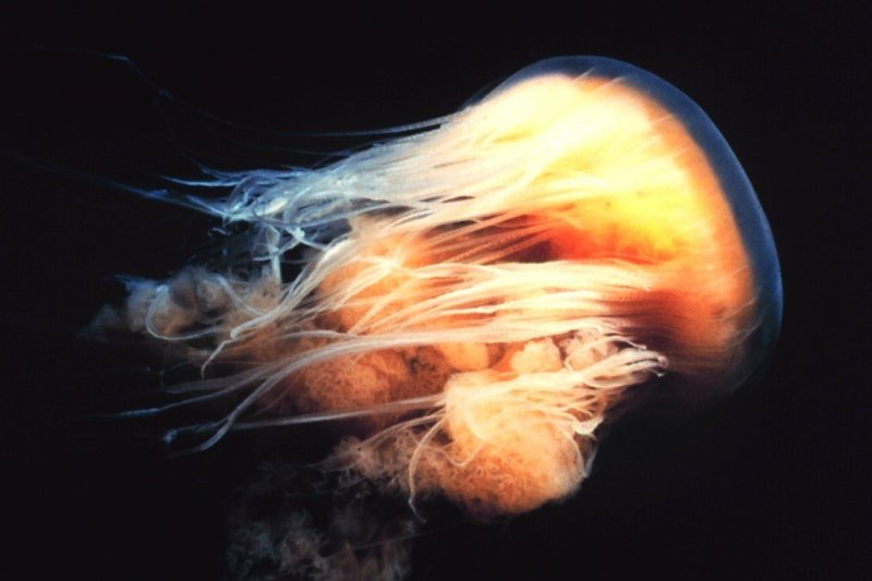 У побережья США появилась гигантская медуза - «Финансы»