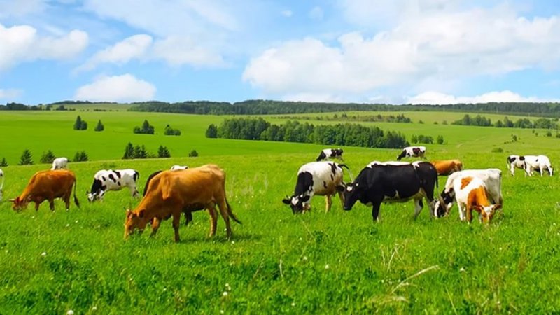 Всемирный банк решил выдать Казахстану $500 млн на развитие животноводства - «Финансы»