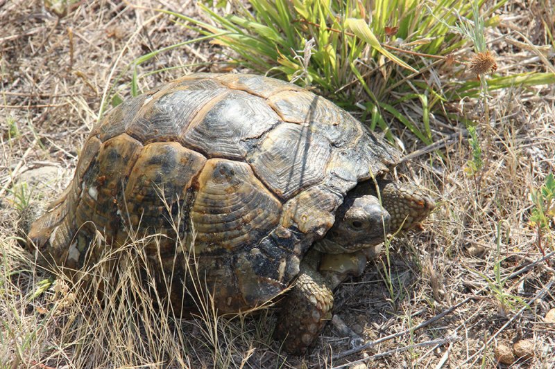 Житель Сочи обнаружил на своем участке краснокнижную черепаху - «Финансы»