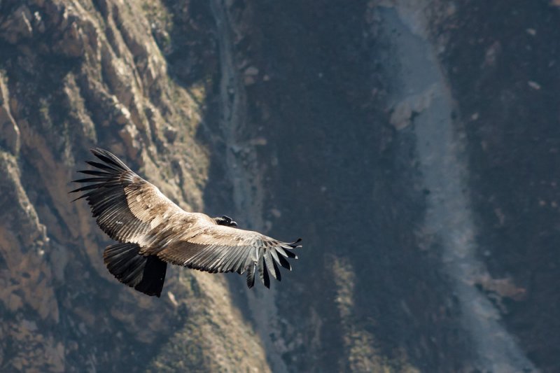 Самая тяжелая летающая птица пролетела 172 км без взмаха крыльев - «Финансы»
