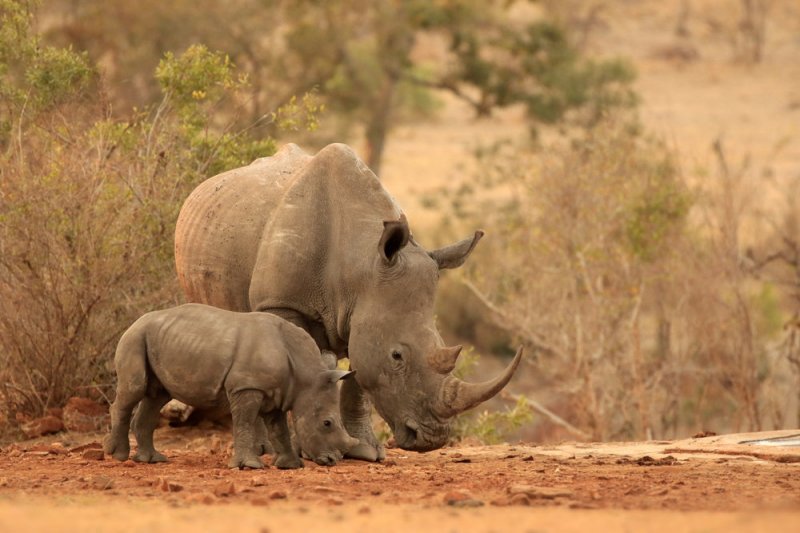 В Национальном парке Индии погибли несколько редких носорогов - «Финансы»