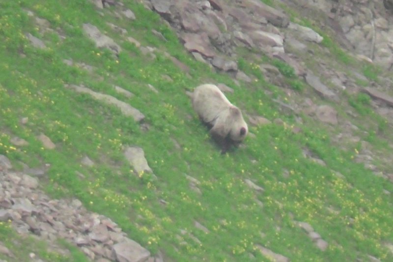 В Байкальском заповеднике обнаружили медведя соломенного цвета - «Финансы»