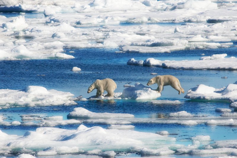 Экспедиция нацпарка "Русская Арктика" встретила двух белых медведей - «Финансы»