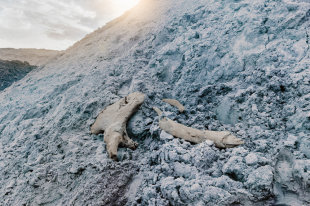 Полярный Урал заселят толсторогами - «Финансы»