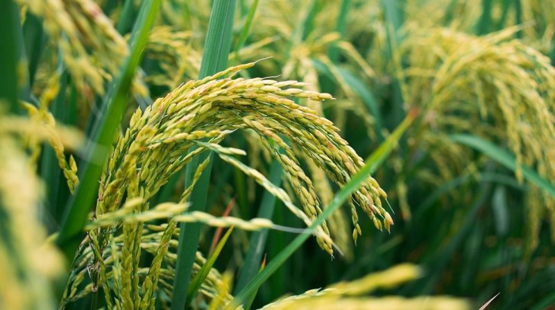 Казахстану хватает запасов риса для самообеспечения - «Экономика»