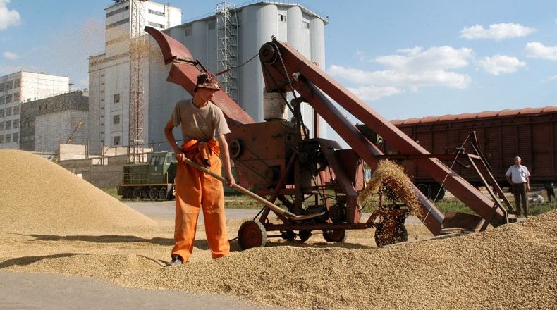 Непогода угрожает качеству зерна в северных регионах Казахстана - «Экономика»