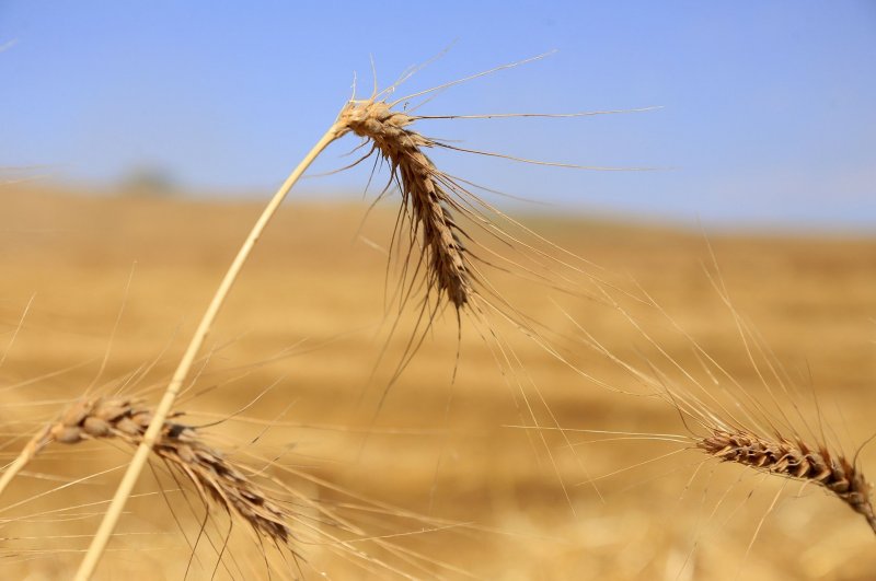 В Казахстане планируют реализовать 13 проектов по переработке зерновых - «Экономика»