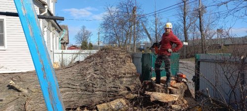 Виды валки деревьев